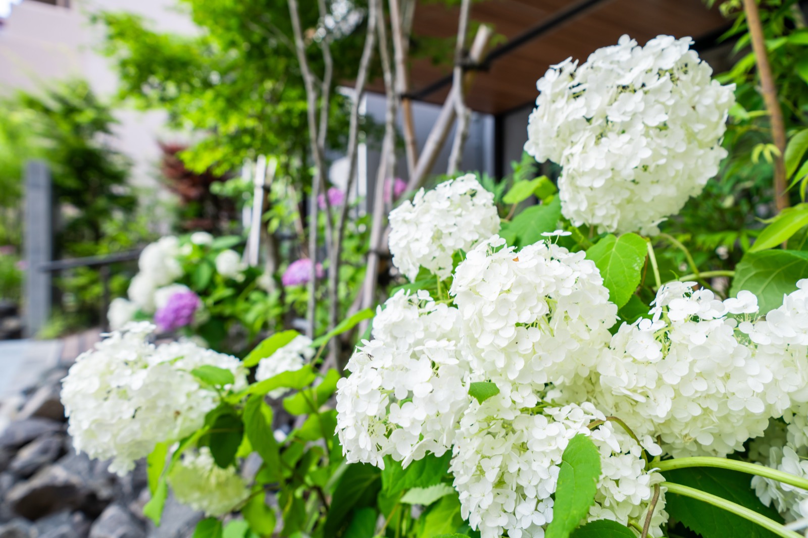 賢聖院の庭に咲く白い紫陽花アナベル