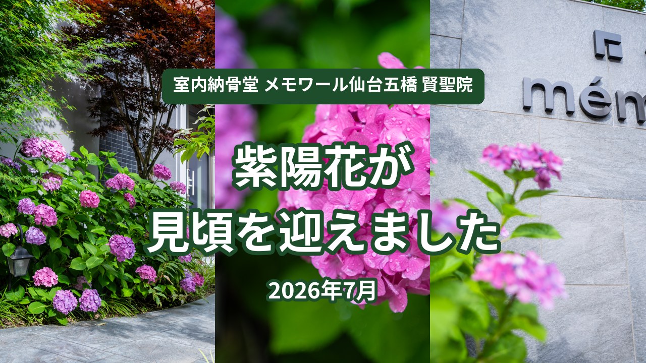 室内納骨堂メモワール仙台五橋 賢聖院の紫陽花が見頃を迎えました