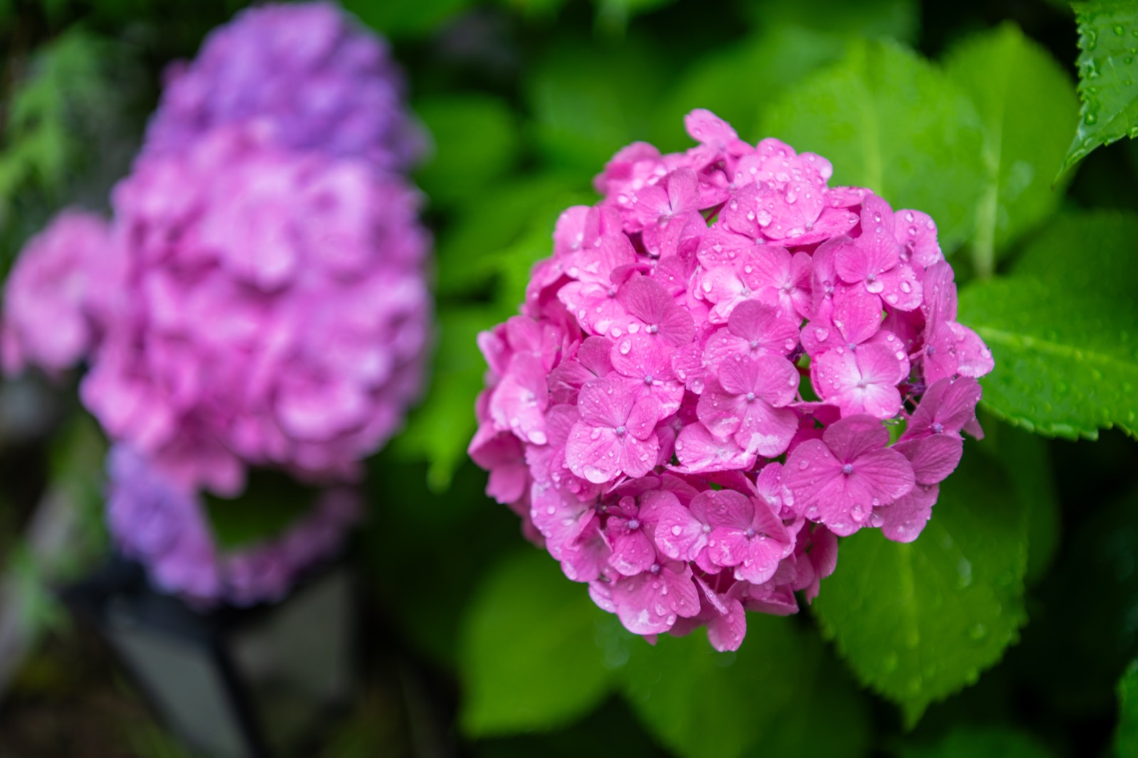雨上がりに雨粒をまとったピンクの紫陽花(メモワール仙台五橋 賢聖院)