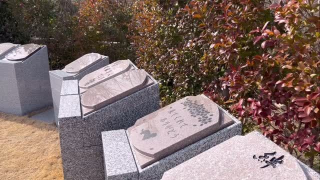 こんにちは  松島樹木葬の上区家族墓エリアです✨  明るく落ち着いた雰囲気の場所です😊  #松島樹木葬 
#樹木葬 
#家族墓 
#明るい 
#日本三景松島