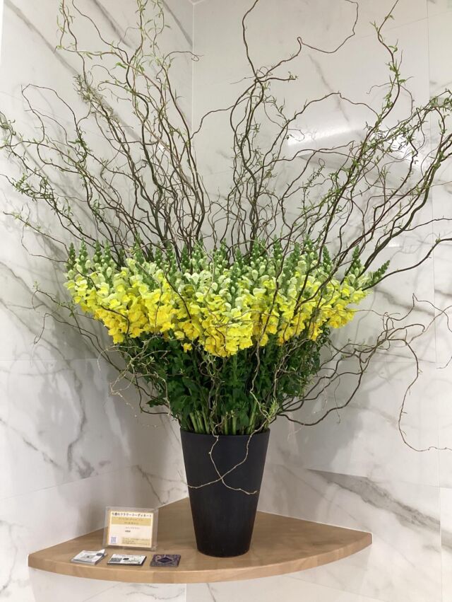 こんにちは。
#室内納骨堂メモワール仙台五橋　です。  今週の#定期装花 テーマは『 ボーダーレス・レイ』
～冬から春へ降り注ぐ光～
スナップドラゴン、雲龍柳を用いてお洒落で素敵な
お花を生けて頂きました。  祭壇のお花はカンパニュラです。  いつも素敵な装花ありがとうございます。
皆様のご来店心よりお待ちしております。  【室内納骨堂メモワール仙台五橋】
TEL▶ 022-290-1357
資料請求も承っております。
仙台市青葉区北目町7-11
@memoire_sekizai 
メモワール石材株式会社