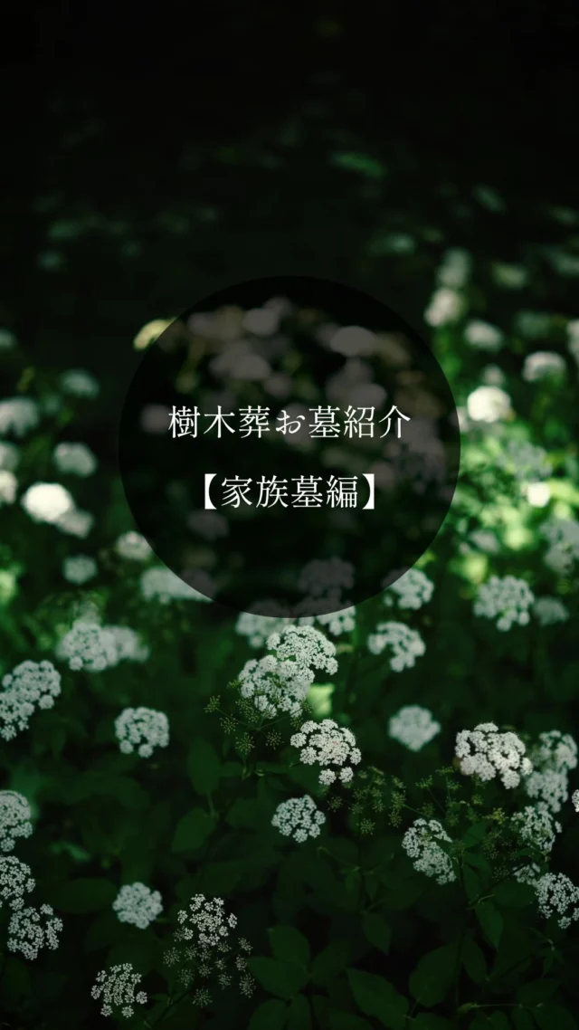 フォレストガーデンの区画紹介🌿
桜の木をシンボルツリーとした区画は、
自然に包まれながら、ご家族で想いをつなげるやさしい空間です。  また、駐車場から近くお参りしやすい区画では、
まわりに季節のお花が植えられ、訪れるたびに違った景色を楽しめます。  便利さとやすらぎ、どちらも大切にした
フォレストガーデンならではの環境です。  ご見学・ご相談はお気軽にお問い合わせください。  #フォレストガーデン
#仙台樹木葬
#樹木葬
#お墓探し
#明るい供養