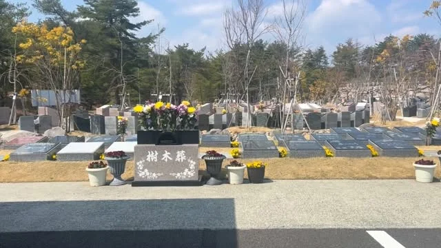 フォレストガーデンの日々の様子🌿  駐車場から一番近い場所にある樹木葬区画。
お参りしやすい立地ということもあり、
日々たくさんのご家族様が足を運ばれています。  この日も、たくさんのお花が手向けられており、
ひとつひとつの想いが重なって、
とてもあたたかく、穏やかな空間が広がっていました。  フォレストガーデンでは、
ただ納めるだけではなく、
こうして何度でも足を運び、想いを届けられる場所であることを大切にしています。  「いつでも会いに来れる」
その安心感が、これからの供養のかたちだと考えています。  これからも、日々の風景を通して、
フォレストガーデンの空気感をお届けしていきます🌿  #フォレストガーデン
#仙台樹木葬
#樹木葬
#お参り
#心が落ち着く場所