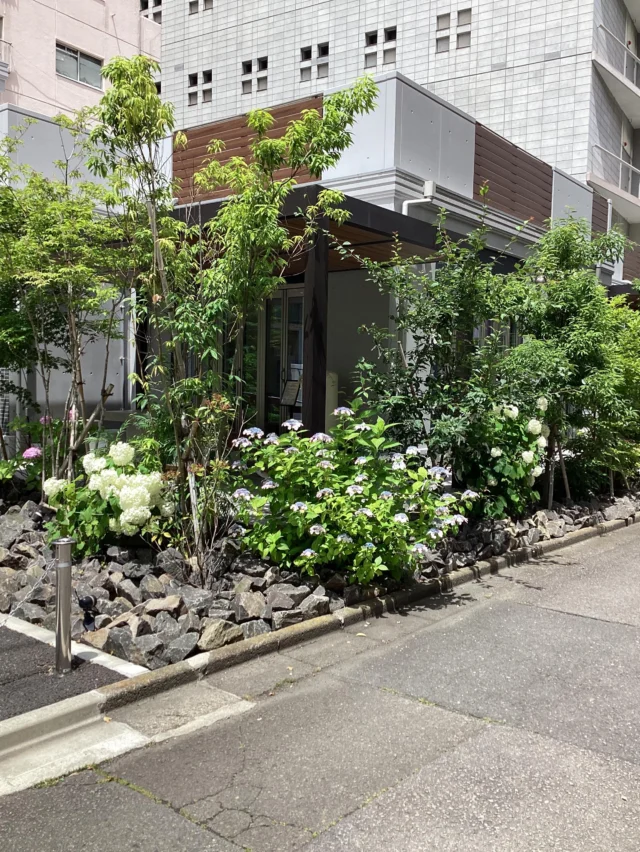 こんにちは。
#室内納骨堂メモワール仙台五橋　です。  ここ数日各地で地震が頻発し、また台風も複数発生し大雨による生活への影響も
心配です。被害に遭われた皆さまに心よりお見舞い申し上げます。  直接の影響が無くてもこれらの報道に触れ、心の休まらない方も多いのではないでしょうか。  室内納骨堂の自然をご覧いただき、癒やしを感じていただけたら幸いです。  今週の #定期装花テーマ  は『雨の午後』
～6月の情景～
ドウダンツツジ、ルリタマアザミ、チース
を用いてお洒落で素敵なお花を生けて頂きました。  祭壇のお花はドウダンツツジ、紫陽花です。  いつも素敵な装花ありがとうございます。
皆様のご来苑心よりお待ちしております。  【室内納骨堂メモワール仙台五橋】
TEL▶ 022-290-1357
資料請求も承っております。
仙台市青葉区北目町7-11  @memoire_sekizai
#メモワール石材株式会社