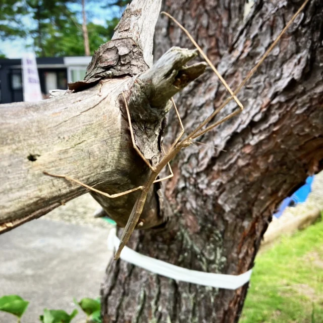 🌿フォレストガーデンで、ナナフシを見つけました。  木の枝そっくりで、よく見ないと気づかないほど自然に溶け込んでいました。  ナナフシは、見かけると「幸運の兆し」とも言われているそうです🍀
ちょっと嬉しい出会いになりました。  フォレストガーデンの苑内には、季節の花や木々、生き物など自然がたくさんあります。  ご来苑の際は、お墓参りとあわせて、ぜひ苑内の自然にも目を向けてみてください🌳  #フォレストガーデン
#仙台葛岡樹木葬
#仙台樹木葬
#ナナフシ
#自然との出会い
